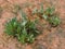 Green Desert Plant, red flower weed with lots of seeds close up macro in Southwestern Utah, USA near St. George