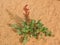 Green Desert Plant, red flower weed with lots of seeds close up macro in Southwestern Utah, USA near St. George