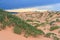 Green desert vegetation in Coral Pink Sand Dunes State Park in Utah at sunset