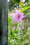 green detail grass meadow with purple flower