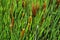 Green details of colored plants Typha, also called reed on the l