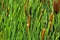 Green details of colored plants Typha, also called reed on the l