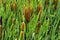 Green details of colored plants Typha, also called reed on the l
