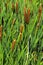 Green details of colored plants Typha, also called reed on the l