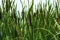 Green details of colored plants Typha, also called reed on the l