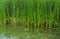 Green details of colored plants Typha, also called reed on the l