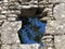 Green details and Istrian flora on the ruins of the old medieval town of Dvigrad, Kanfanar - Istria, Croatia / Zeleni detalji
