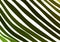 Green diagonal crooked thick stripes background pattern design