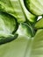 Green dieffenbachia leaf with a dewdrop