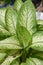 Green Dieffenbachia leaf in nature garden