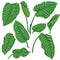 Green Dieffenbachia Leaves Sketch