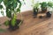 Green dieffenbachia with roots system in soil standing on wooden textured table with copy space