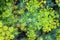 Green dill bush blurred background closeup top view, yellow fennel seeds branch, abstract natural floral bunch texture macro