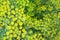 Green dill bush blurred background closeup top view, yellow fennel seeds branch, abstract natural floral bunch texture macro