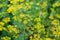 Green dill bush on blurred bokeh background close up, fennel branches with yellow seeds macro, agricultural blooming field