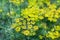 Green dill bush on blurred bokeh background close up, fennel branches with yellow seeds macro, agricultural blooming field