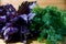 Green dill and purple basil on a wooden background