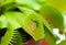 Green Dionaea muscipula , known as flytrap, in closeup