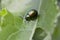 Green dock beetle (Gastroidea viridula, syn.: Gastrophysa viridula)