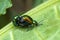 Green dock beetle Gastrophysa viridula