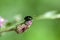 Green dock beetle, Gastrophysa viridula