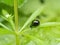 Green dock beetle, Gastrophysa viridula, gravid female.