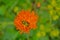Green dock beetle on an orange hawksbeard flower