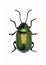 Green Dock Beetle on white Background