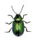 Green Dock Beetle on white Background