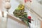 Green domestic budgie cleans feathers