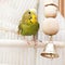 A green domestic budgie sitting in cage