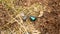 Green dor beetle crawls on ground in forest out of frame