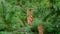 Green Douglas fir branch with cones close up. Conifer tree.