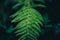 green down beautiful ferns leaves green foliage natural floral fern on dark