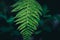 green down beautiful ferns leaves green foliage natural floral fern on dark