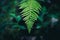 green down beautiful ferns leaves green foliage natural floral fern on dark