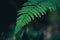 green down beautiful ferns leaves green foliage natural floral fern on dark