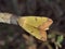 Green Drab Moth