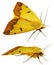 Green Drab - Ophiusa tirhaca Large Green Moth
