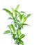 Green dracaena fragrans cornstalk dracaena isolated on a white background