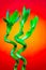 Green dracaena sanderiana also known as lucky bamboo plants on gradient background 