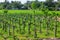 Green dragon fruit land in on the blue sky background