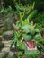 Green Dragon Statue