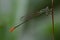 green dragonflies clinging to branches of dry grass