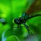 GREEN DRAGONFLY