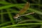 Green dragonfly on the grass blade