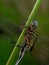 Green dragonfly perched on the grass