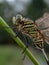 Green dragonfly perched on the grass