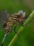 Green dragonfly perched on the grass