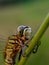 Green dragonfly perched on the grass